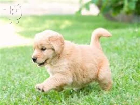 PoulaTo: GOLDEN RETRIEVER PUPPIES FOR SALE